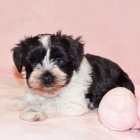 �t��ata mal�ho kn�ra�e k adopci