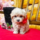 �t��ata MALTIPOO mini o�kovan�
