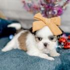 Prod�m �t��ata SHIH TZU.