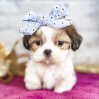 prod�m o�kovan� �t��ata fen a ps� SHIH TZU.