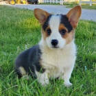 �t��ata Pembroke Welsh Corgi k v�no�n� adopci.