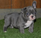 �t��ata francouzsk�ho buldo�ka k adopci.