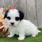 havansk� �t���tka k V�NO�N� adopci