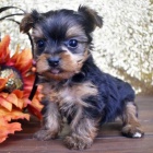 Prod�m roztomil� a kr�sn� miniaturn� �t���tka jork��rsk�ho teri�ra. 