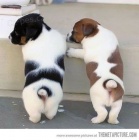 �t��ata jack russell teri�ra k adopci.