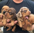 zdrav� �t��ata jezev��k� k v�no�n� adopci