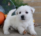Prod�m mini mini �t��ata West Highland White Terriers