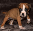 Prod�m kr�sn� �t��ata n�meck�ho boxera