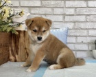 Rozko�n� miminka �t��ata shiba inu k adopci