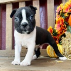 �t��ata bostonsk�ho teri�ra k adopci.