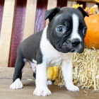 �t��ata bostonsk�ho teri�ra k adopci.