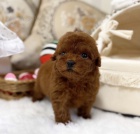 Zdrav� a kr�sn� �t��ata pudl�ka a feny k adopci.