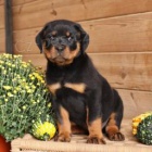 Roztomil� �t���tka jsou p�ipravena k prodeji.