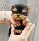 Prodam MINI !  MINI mladi�ke yorkija.