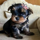 �t��ata yorkie k dispozici a p�ipravena k adopci.