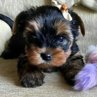 �t��ata yorkie k dispozici a p�ipravena k adopci.