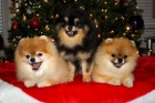 Mini Pomeranian �t��ata k adopci.