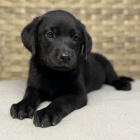 Zdrav� �t��ata �ern�ho labradora k adopci.
