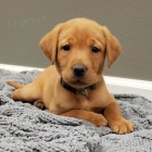 �t��ata labradorsk�ho retr�vra jsou nyn� k dispozici a p�ipravena k adopci.