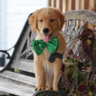 �t��ata zlat�ho retr�vra k V�noc�m