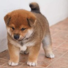 �t��ata shiba inu p�ipravena a nyn� k v�noc�m.