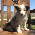 �t��ata border kolie jako d�rek