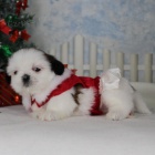 �t��ata SHIH TZU k adopci.