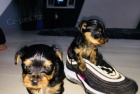 yorkie mini �t���tka k adopci