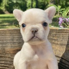 ZDRAV� a O�KOVAN� �t��ata fenky a pejska francouzsk�ho buldo�ka k adopci.