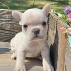 ZDRAV� a O�KOVAN� �t��ata fenky a pejska francouzsk�ho buldo�ka k adopci.