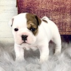 �t��ata anglick�ho buldoka k adopci.