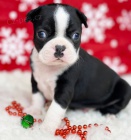 V�no�n� �t��ata bostonsk�ho teri�ra jako d�rek.