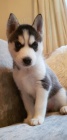 sibi�sk� husky k adopci