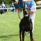 Dobrman �t��ata