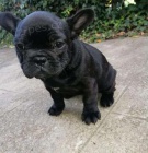 kr�sn� �t��ata francouzsk�ho buldo�ka k adopci