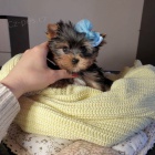 Prod�m �t��ata jork��rsk�ho teri�ra.