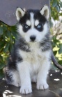 V�no�n� sibi�sk� husky jako d�rek