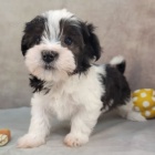 rozko�n� a zdrav� kr�sn� mini havanese �t���tka k adopci.