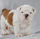 Kr�sn� a and�lsk� �t���tka anglick�ho buldo�ka k adopci.