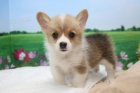 Prod�m �t��ata Pembroke Welsh Corgi.