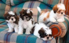 Prod�m hygienicky a soci�ln� vy�kolen� �t��ata SHIH TZU
