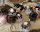 �t��ata SHIH TZU k adopci.