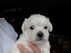 Mini �t��ata West Highland White Terriers k adopci