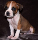 zdrav� �t��ata n�meck�ho boxera a �t��ata na prodej