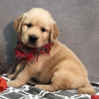 Prod�m �t��ata zlat�ho retr�vra.