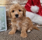 �t��ata bi�onka k adopci.