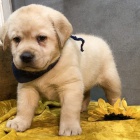 Prod�m zdrav� a kr�sn� �t��ata labradorsk�ho retr�vra pejska a fenky.