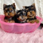 Kr�sn� �t��ata Yorkie jsou k dispozici a p�ipravena k prodeji. Pouze pro v�n� osoby.