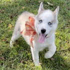 �t��ata sibi�sk�ho huskyho k adopci.