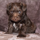 kr�sn� �t��ata mal�ho kn�ra�e a feny k adopci